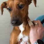 Podenco Mischling Golfo, 05/2023, ca. 40 cm