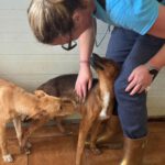 Podenco Mischling Golfo, 05/2023, ca. 40 cm