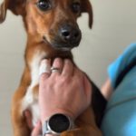 Podenco Mischling Golfo, 05/2023, ca. 40 cm