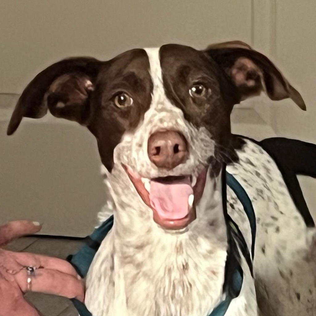 Pointer Mischling Guapo, 02/2025, Endgröße ca. 50 cm, 84424 Isen