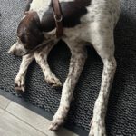 Pointer Mischling Guapo, 02/2025, Endgröße ca. 50 cm, 84424 Isen