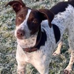 Pointer Mischling Guapo, 02/2025, Endgröße ca. 50 cm, 84424 Isen