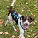 Pointer Mischling Guapo, 02/2025, Endgröße ca. 50 cm, 84424 Isen