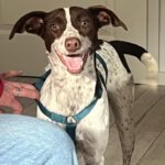 Pointer Mischling Guapo, 02/2025, Endgröße ca. 50 cm, 84424 Isen