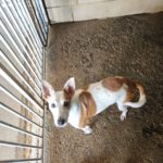 Mischling Harley, 01/2023, ca. 45 cm