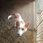 Mischling Harley, 01/2023, ca. 45 cm