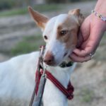 Podenco Harry Potter, 082023, ca. 45 cm