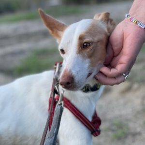 Podenco Harry Potter, 082023, ca. 45 cm