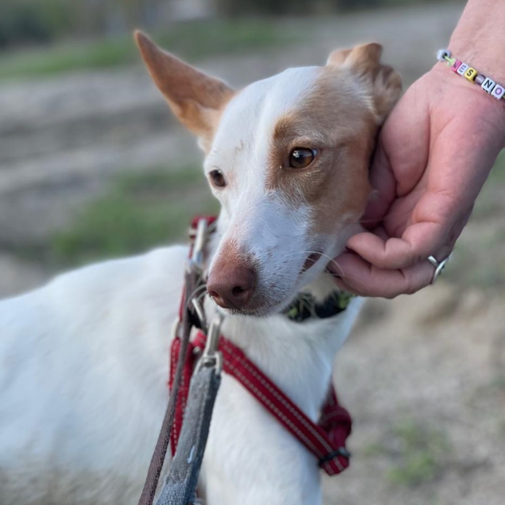 Podenco Harry Potter, 082023, ca. 45 cm