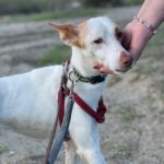 Podenco Harry Potter, 082023, ca. 45 cm