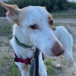 Podenco Harry Potter, 082023, ca. 45 cm