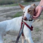 Podenco Harry Potter, 082023, ca. 45 cm