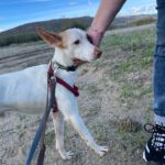 Podenco Harry Potter, 082023, ca. 45 cm