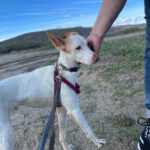 Podenco Harry Potter, 082023, ca. 45 cm