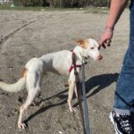 Podenco Harry Potter, 082023, ca. 45 cm