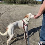 Podenco Harry Potter, 082023, ca. 45 cm