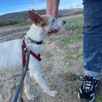 Podenco Harry Potter, 082023, ca. 45 cm