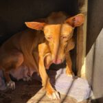 Podenco Harriet, 10/2022, ca. 40 cm