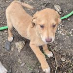 Mischling Janosch, 08/2025, Endgröße: 40-48cm