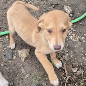 Mischling Janosch, 08/2025, Endgröße: 40-48cm