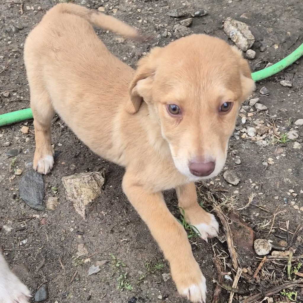 Mischling Janosch, 08/2025, Endgröße: 40-48cm