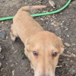 Mischling Janosch, 08/2025, Endgröße: 40-48cm