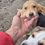 Mischling Janosch, 08/2025, Endgröße: 40-48cm