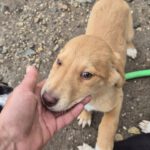 Mischling Janosch, 08/2025, Endgröße: 40-48cm