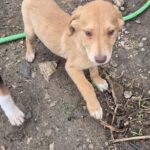 Mischling Janosch, 08/2025, Endgröße: 40-48cm