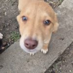 Mischling Janosch, 08/2025, Endgröße: 40-48cm