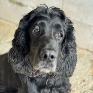 Cocker Spaniel Julista, 08/2018, ca. 40 cm
