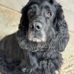 Cocker Spaniel Julista, 08/2018, ca. 40 cm