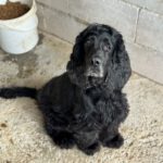 Cocker Spaniel Julista, 08/2018, ca. 40 cm