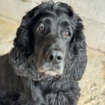 Cocker Spaniel Julista, 08/2018, ca. 40 cm