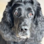 Cocker Spaniel Julista, 08/2018, ca. 40 cm