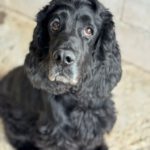 Cocker Spaniel Julista, 08/2018, ca. 40 cm