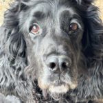 Cocker Spaniel Julista, 08/2018, ca. 40 cm