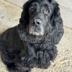 Cocker Spaniel Julista, 08/2018, ca. 40 cm