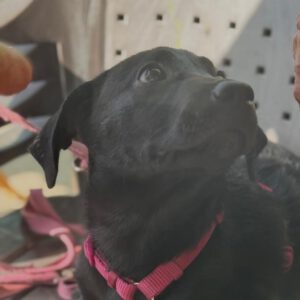 Labrador Kimera, 08/2025, Endgröße ca. 50 cm