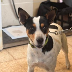 Bodeguero Mischling Kovu, 11/2022, ca. 40 cm