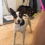 Bodeguero Mischling Kovu, 11/2022, ca. 40 cm