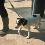 Bodeguero Mischling Kovu, 11/2022, ca. 40 cm