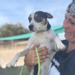 Bodeguero Mischling Kovu, 11/2022, ca. 40 cm