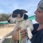 Bodeguero Mischling Kovu, 11/2022, ca. 40 cm