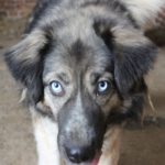 Mischling Lilith, 09/2016, ca. 50 cm