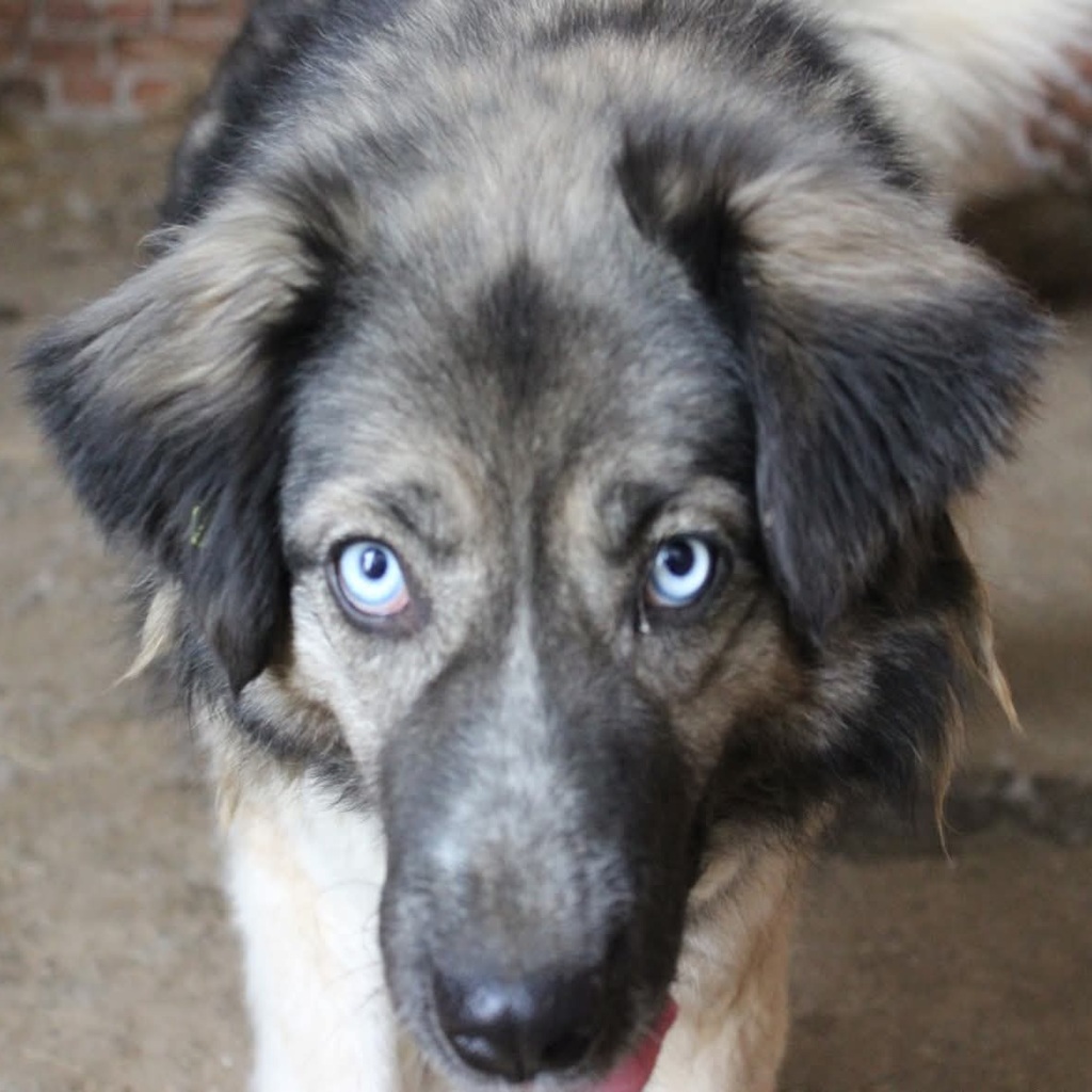 Mischling Lilith, 09/2016, ca. 50 cm