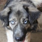 Mischling Lilith, 09/2016, ca. 50 cm