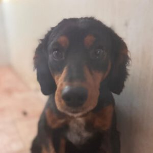 Spaniel Mischling Linus, 11/2023, ca. 38 cm