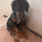 Spaniel Mischling Linus, 11/2023, ca. 38 cm