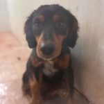 Spaniel Mischling Linus, 11/2023, ca. 38 cm